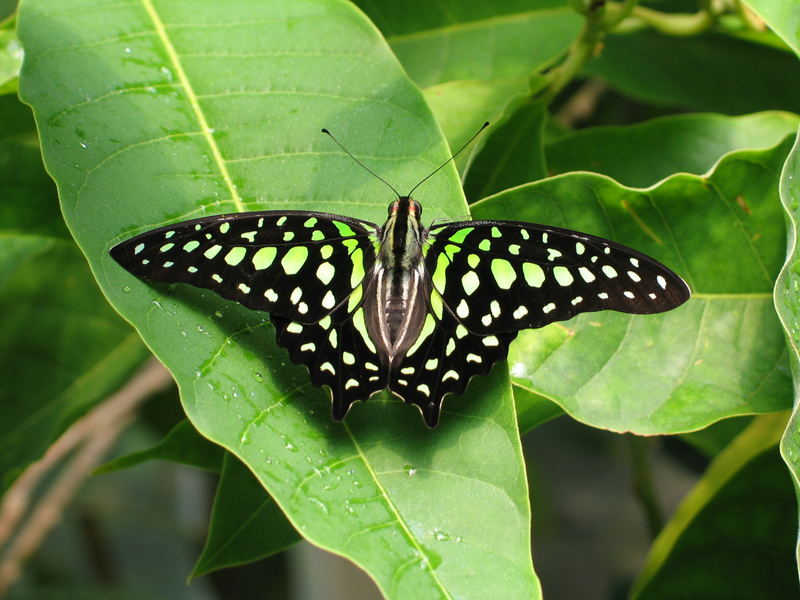 Schmetterling auf Blatt