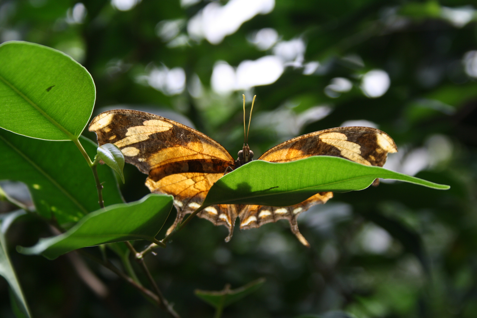 Schmetterling auf Blatt