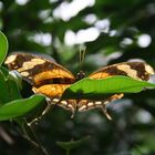 Schmetterling auf Blatt