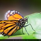 Schmetterling auf Blatt