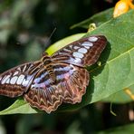 Schmetterling auf Blatt