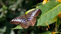 Schmetterling auf Blatt