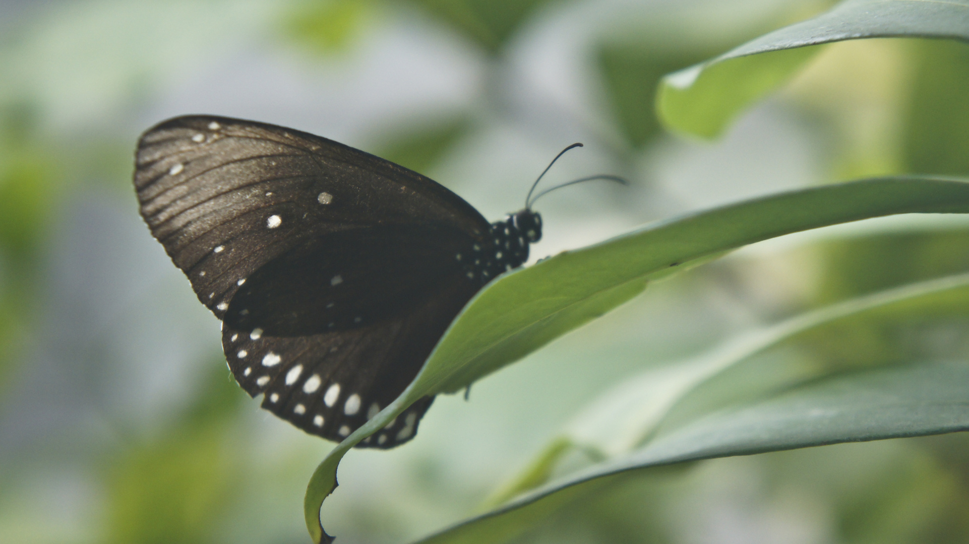 Schmetterling auf Blatt