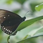 Schmetterling auf Blatt