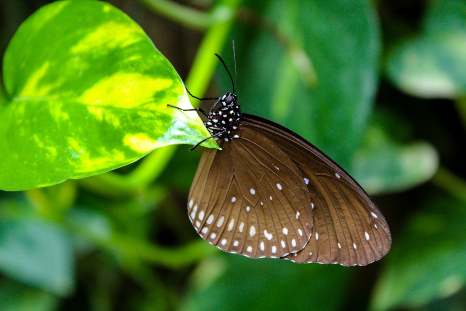 Schmetterling auf Blatt