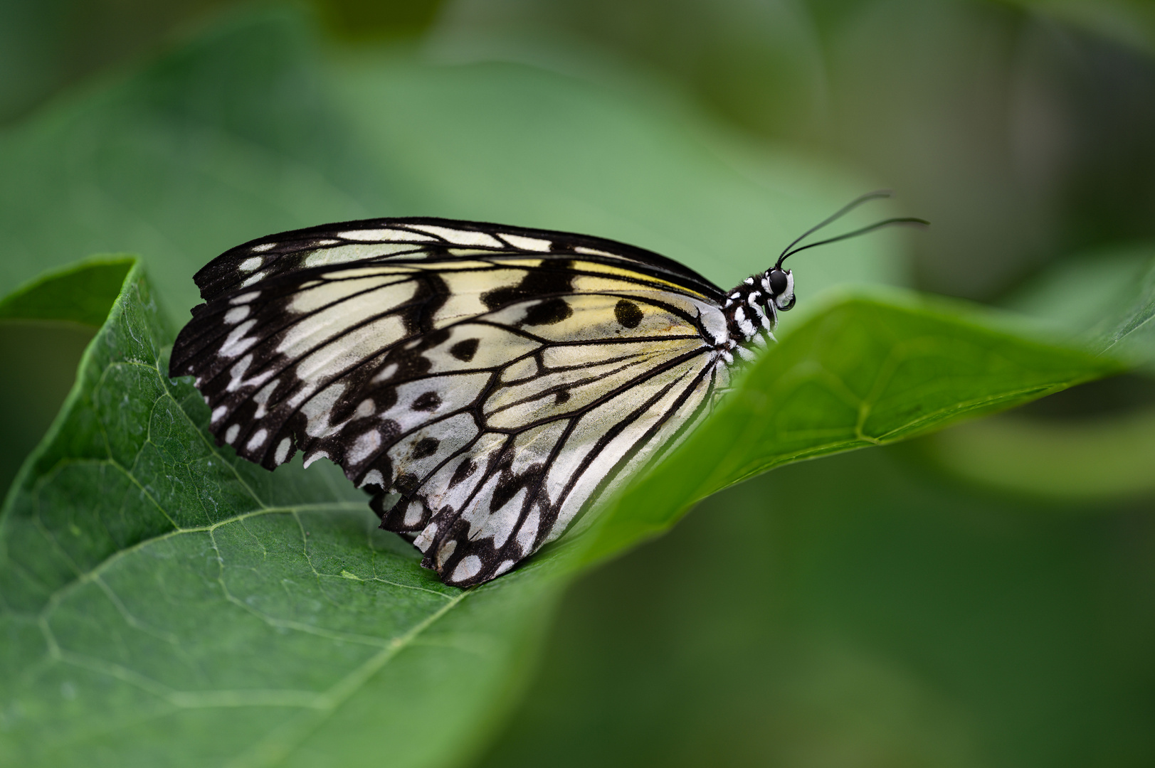 Schmetterling auf Blatt