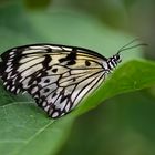 Schmetterling auf Blatt