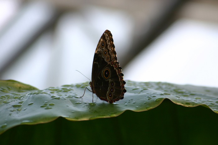 Schmetterling auf Blatt