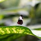 Schmetterling auf Blatt