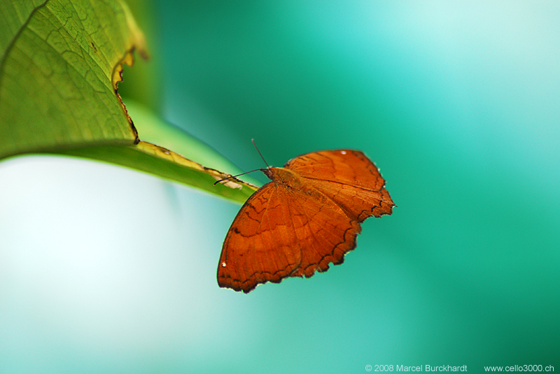 Schmetterling auf Blatt