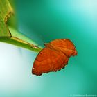 Schmetterling auf Blatt