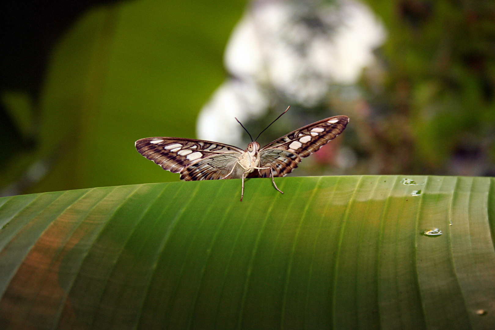 Schmetterling auf Blatt