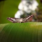 Schmetterling auf Blatt