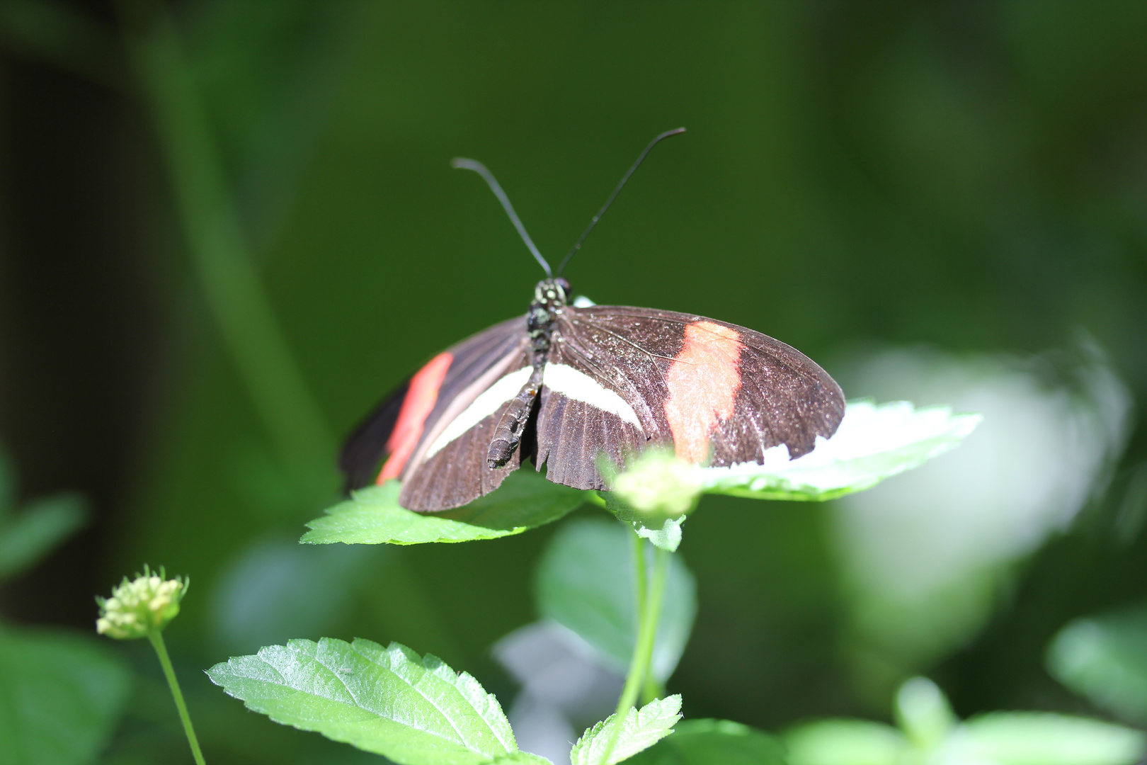 Schmetterling auf Blatt