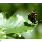 Schmetterling auf Blatt - re-edit