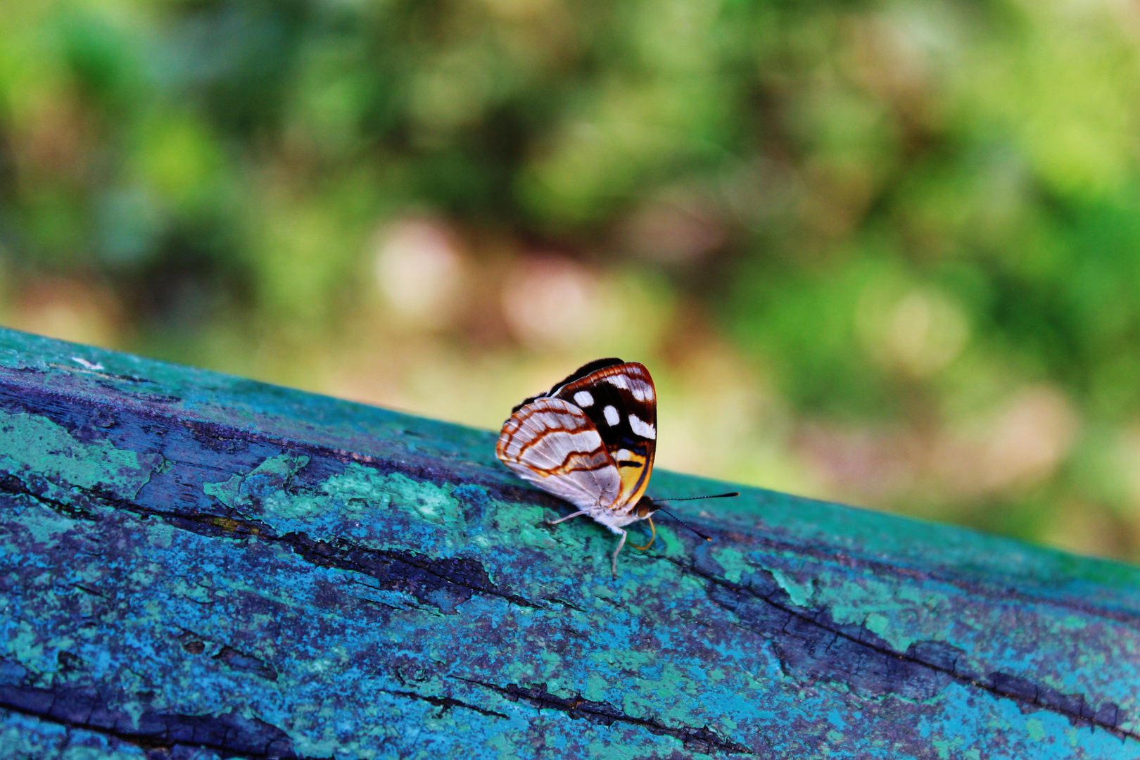 Schmetterling auf Blau