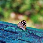 Schmetterling auf Blau