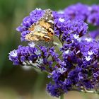 Schmetterling auf blauen Blüten