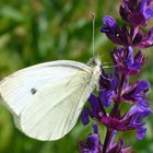 Schmetterling auf blauer Blume