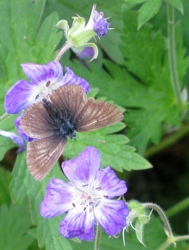 Schmetterling auf blauer Blume