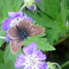 Schmetterling auf blauer Blume