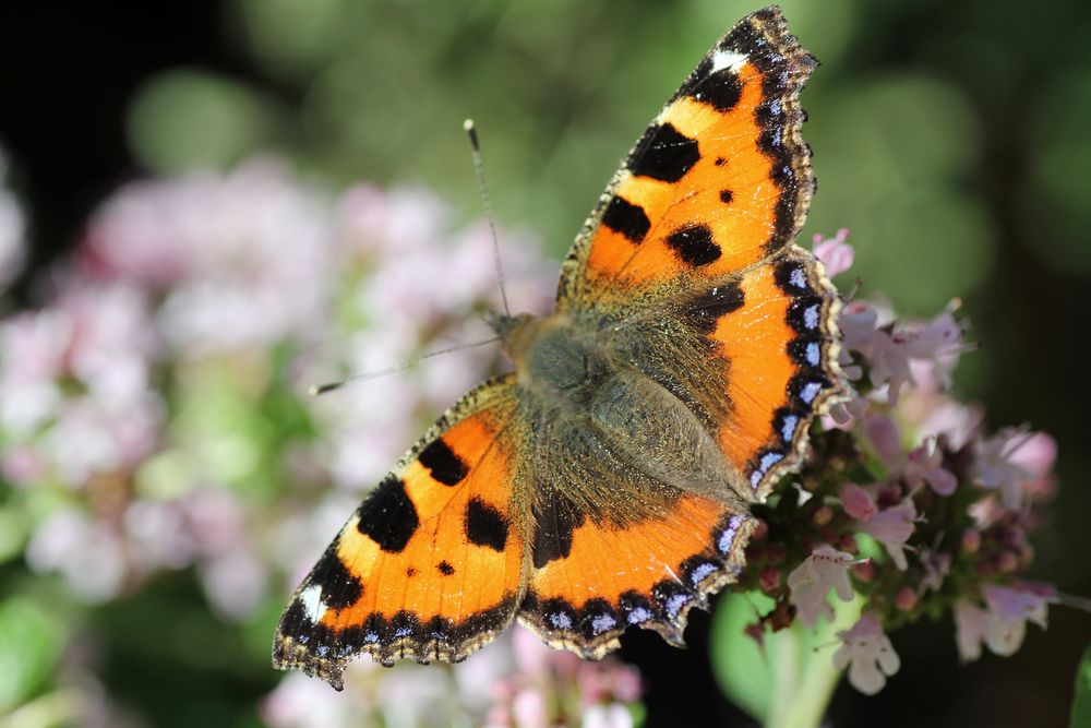 Schmetterling auf blühendem Majoran