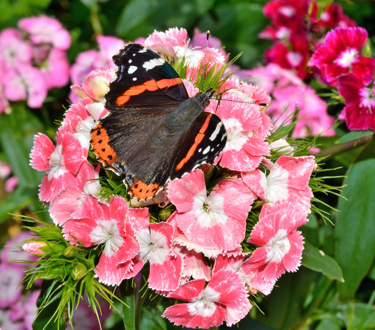 Schmetterling auf Blühten