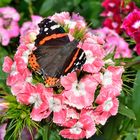 Schmetterling auf Blühten