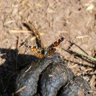 Schmetterling auf Blümchen...