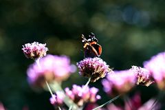 Schmetterling auf Bluemchen ;-)