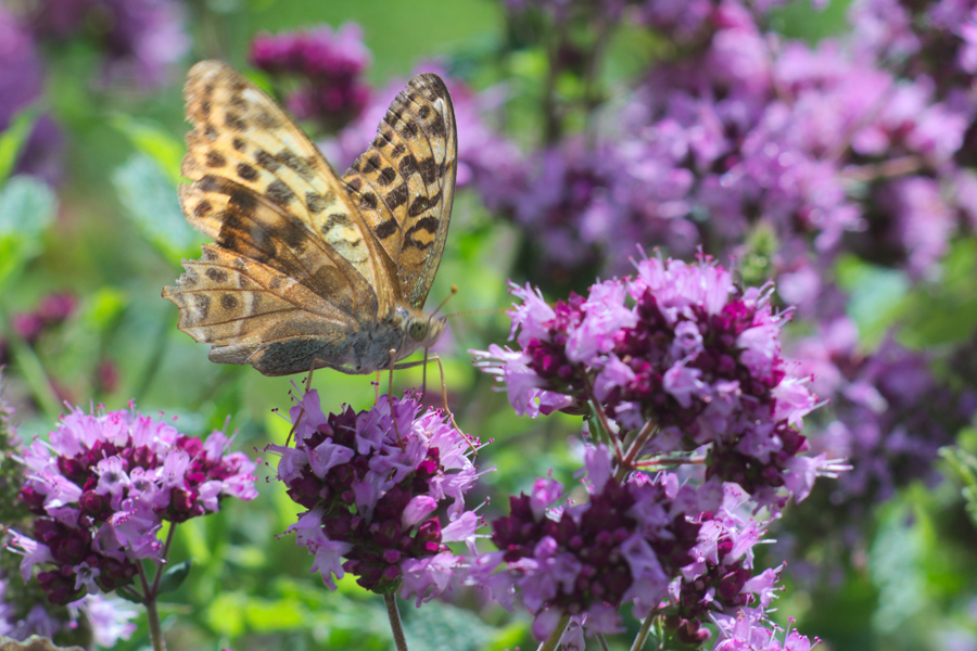 Schmetterling auf Blümli