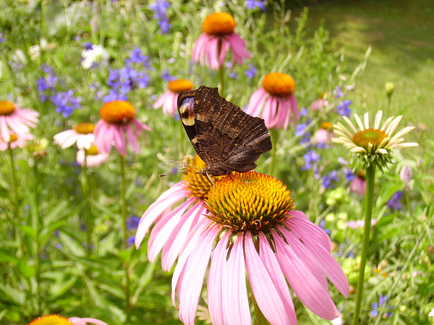 Schmetterling auf Blüte