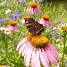 Schmetterling auf Blüte