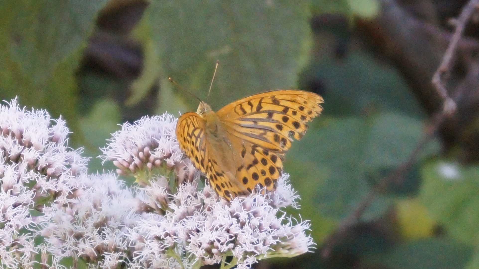 Schmetterling auf Blüte