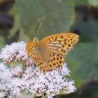 Schmetterling auf Blüte