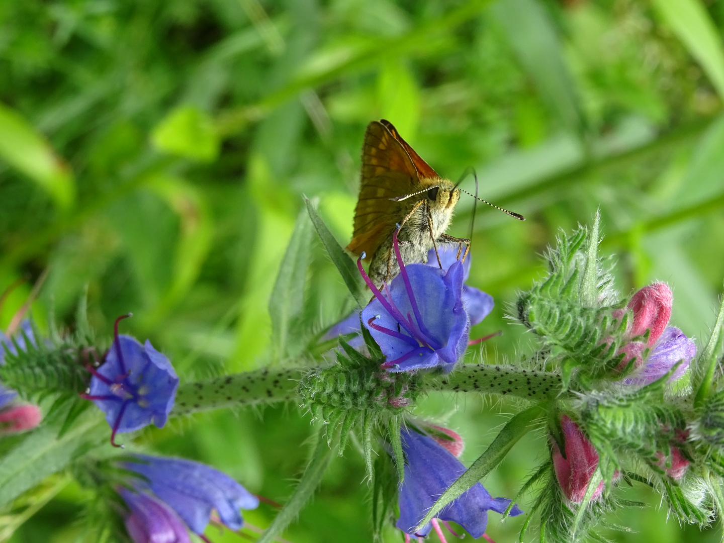 Schmetterling auf Blüte