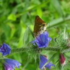 Schmetterling auf Blüte