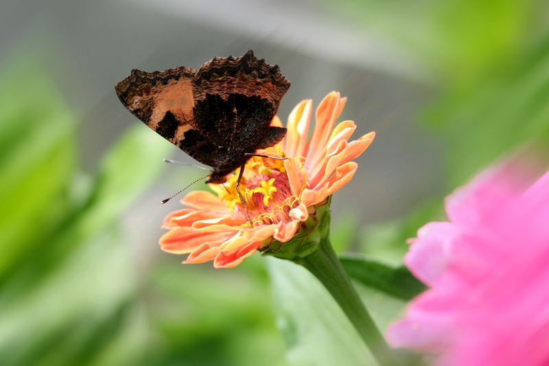 Schmetterling auf Blüte