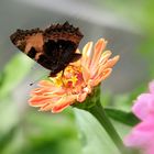 Schmetterling auf Blüte