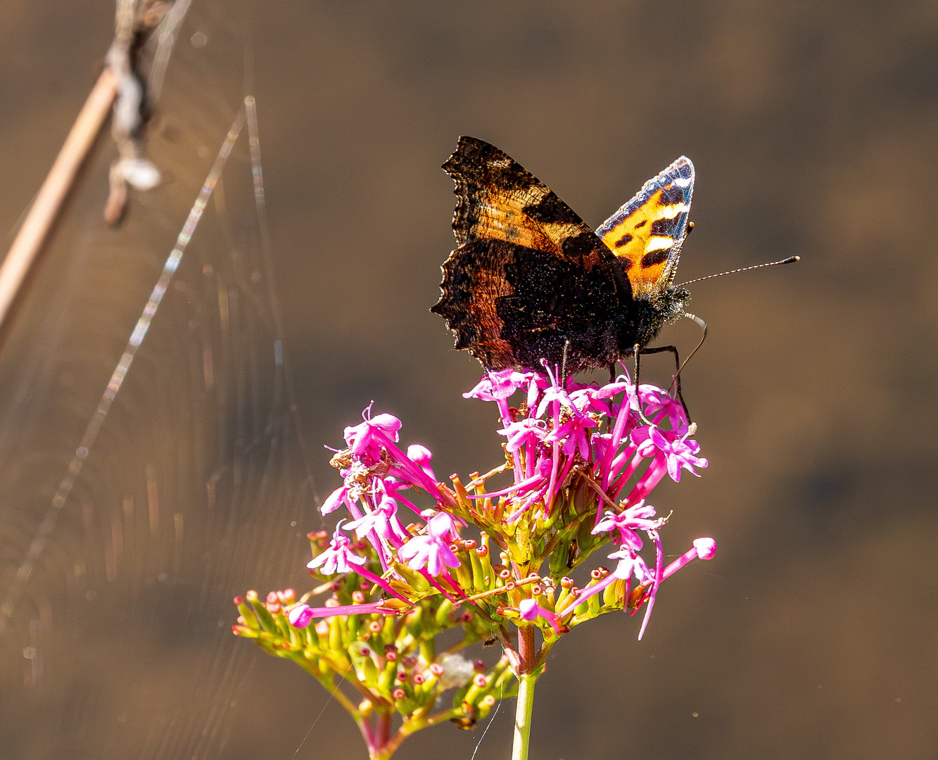 Schmetterling auf Blüte