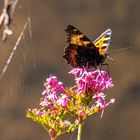 Schmetterling auf Blüte