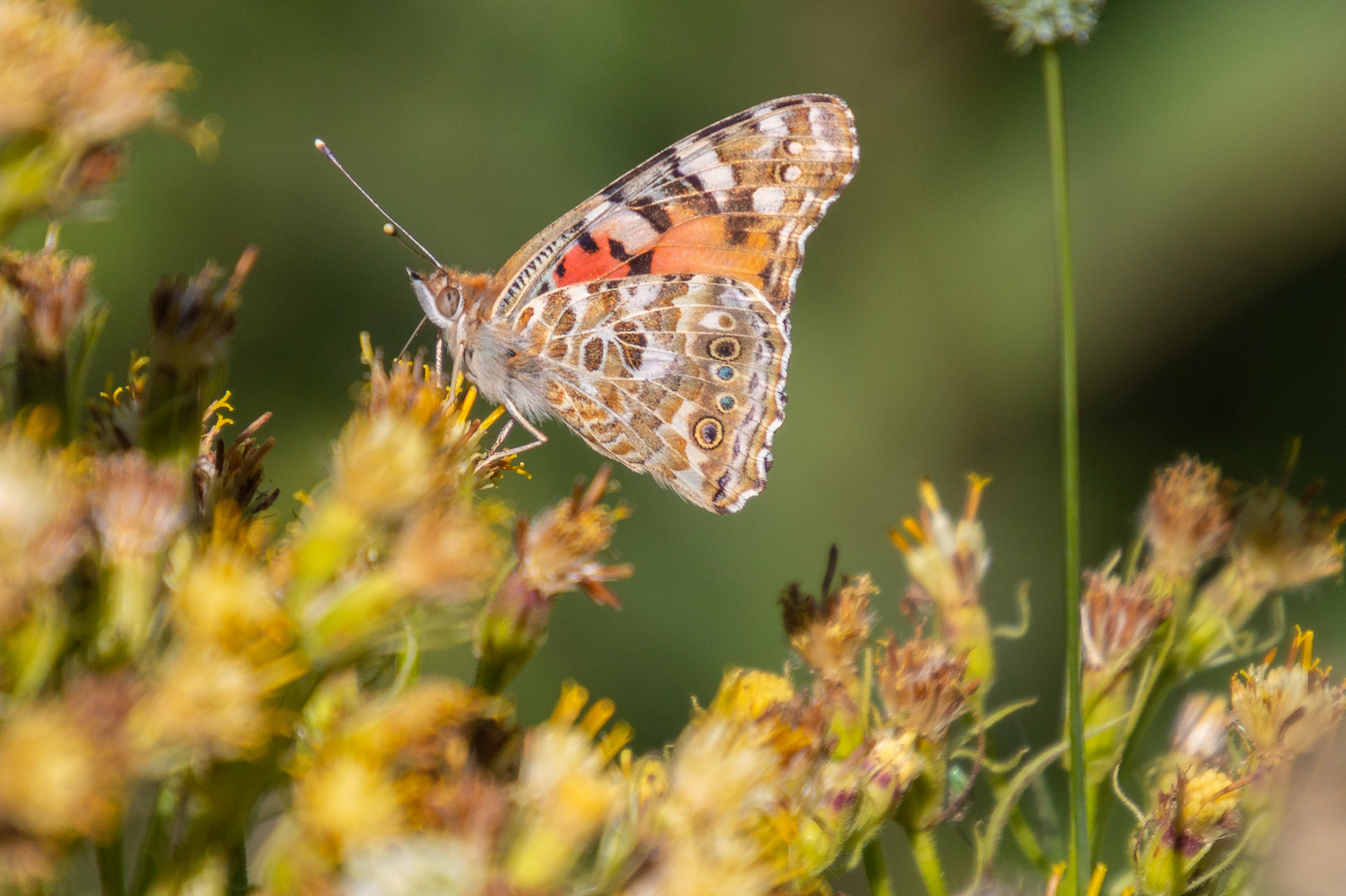 Schmetterling auf Blüte 2