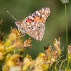 Schmetterling auf Blüte 2