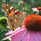 Schmetterling auf Blüte