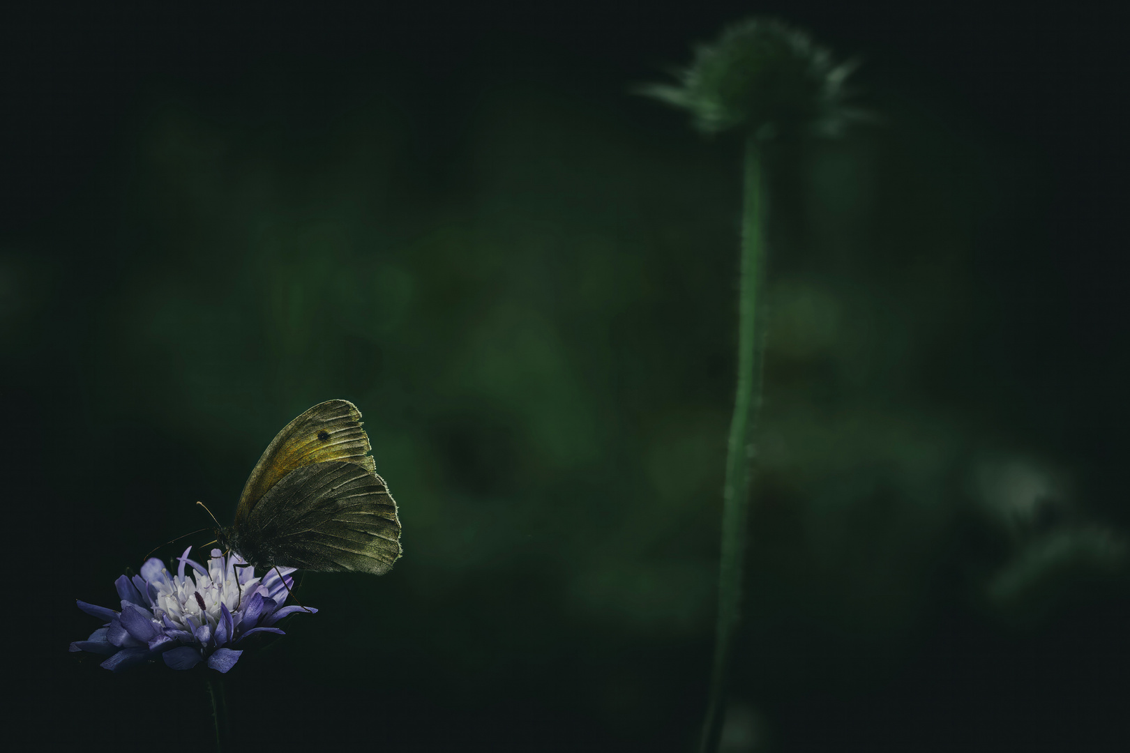 Schmetterling auf Blüte