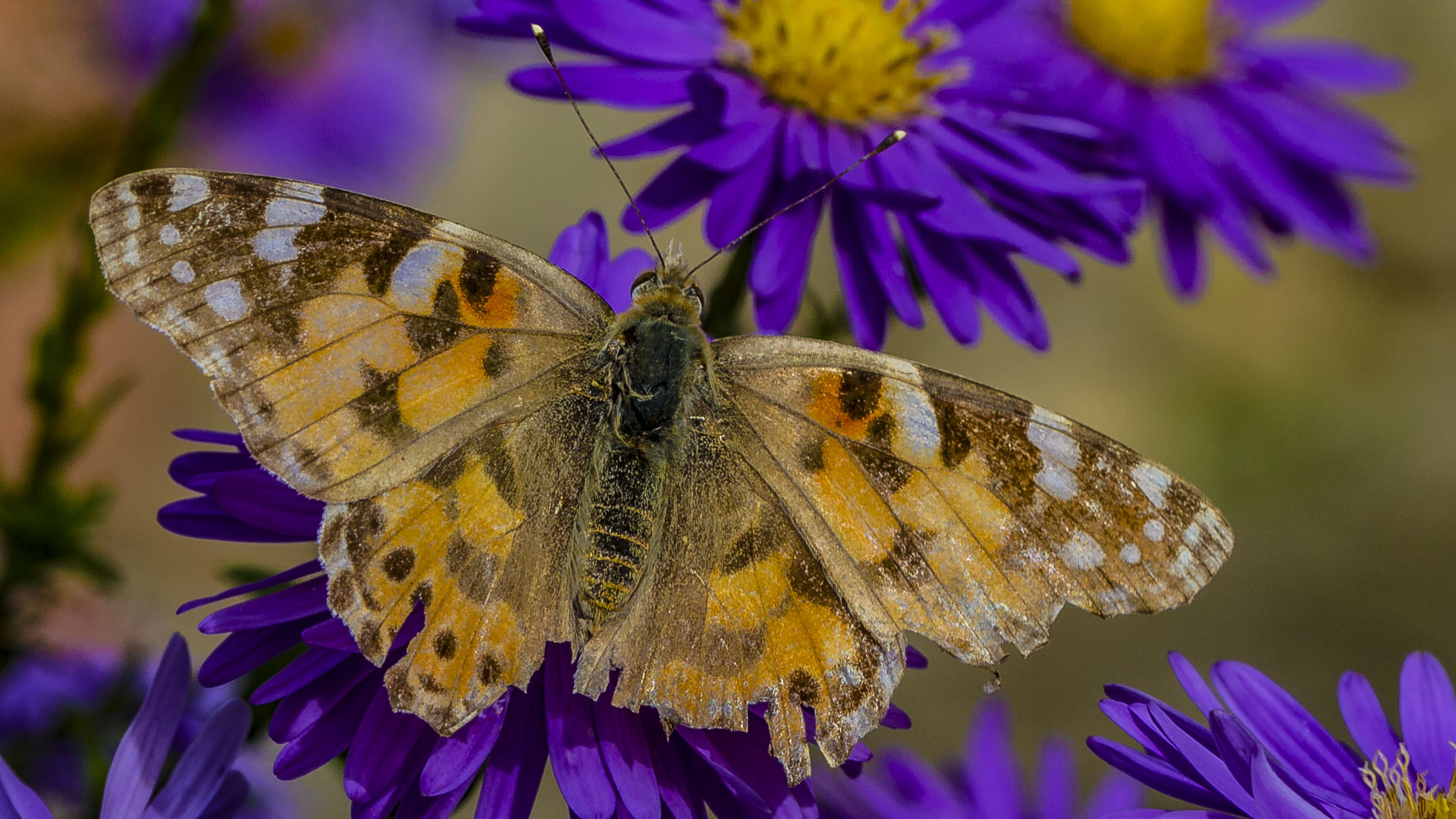 SCHMETTERLING AUF BLÜTE