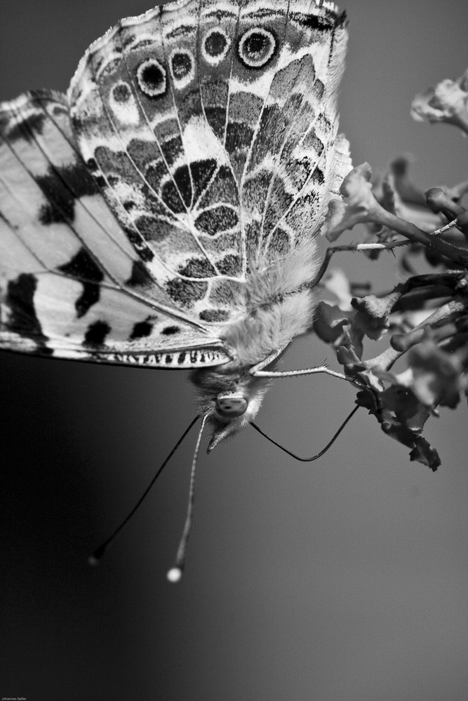 Schmetterling auf Blüte