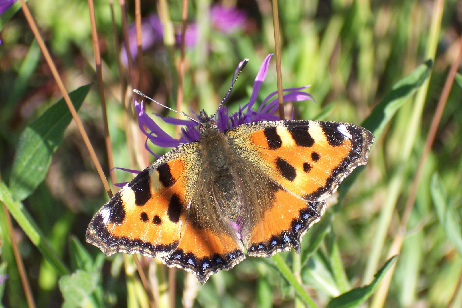 Schmetterling auf Blüte