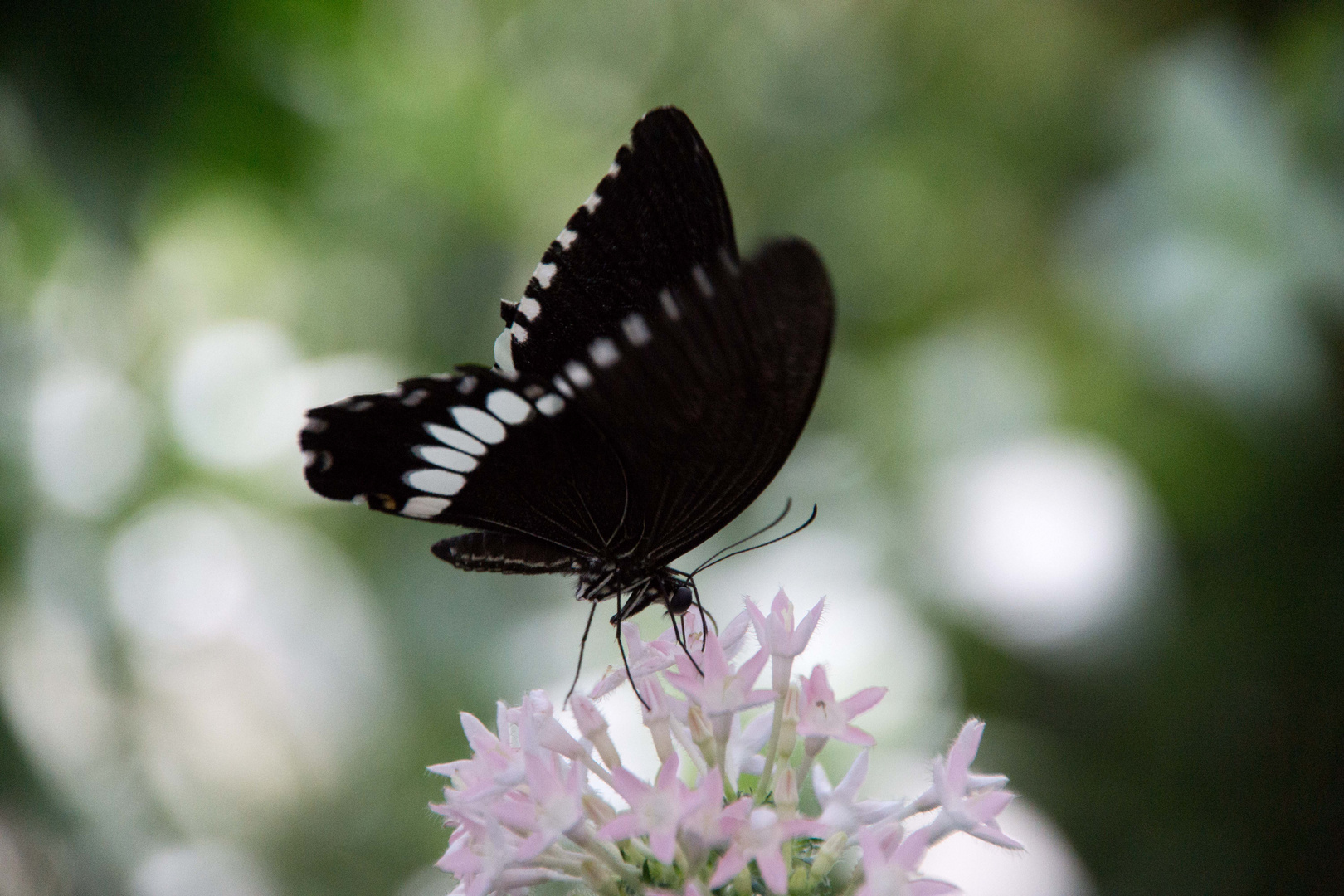 Schmetterling auf Blüte