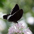 Schmetterling auf Blüte